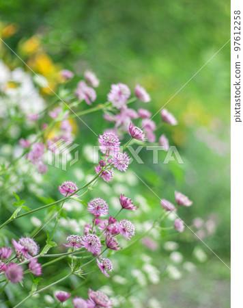 盛開在輕井澤美麗花園中的紫花菊 97612258