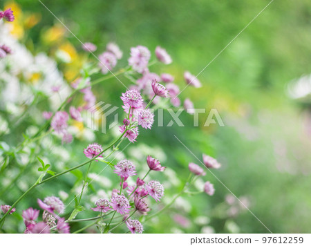盛開在輕井澤美麗花園中的紫花菊 盛開在輕井澤美麗花園中的紫花菊 97612259