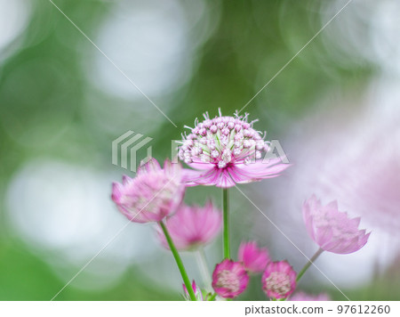 盛開在輕井澤美麗花園中的紫花菊 盛開在輕井澤美麗花園中的紫花菊 97612260