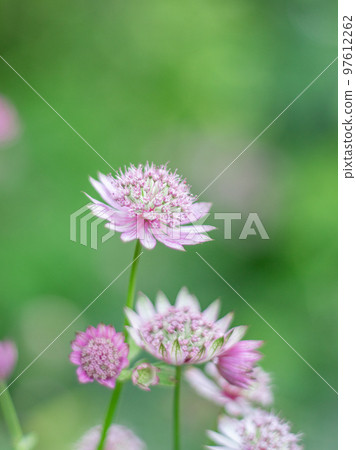 盛開在輕井澤美麗花園中的紫花菊 97612262