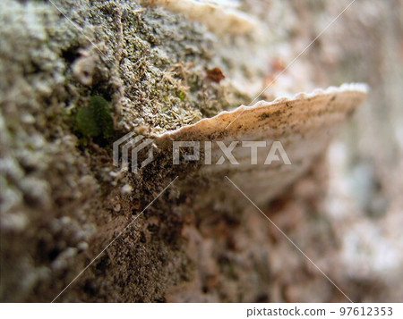 殼丘1 殼丘1 97612353