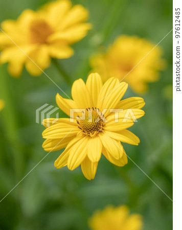 盛開在輕井澤美麗花園中的瑪格麗特 97612485