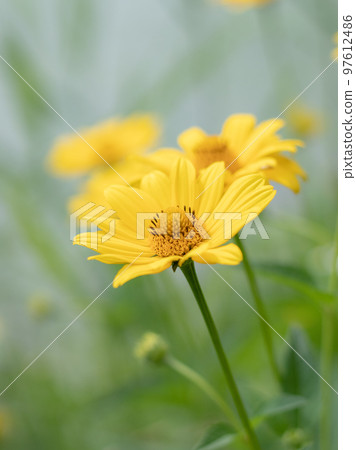 盛開在輕井澤美麗花園中的瑪格麗特 97612486