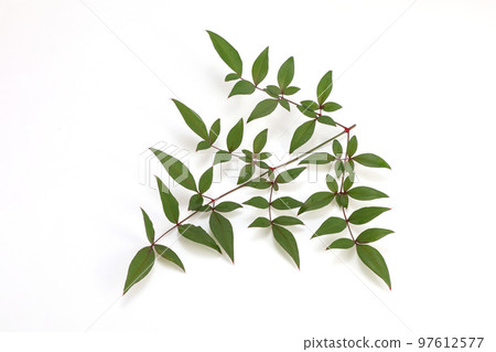 Southern sky leaves Southern sky leaves 97612577
