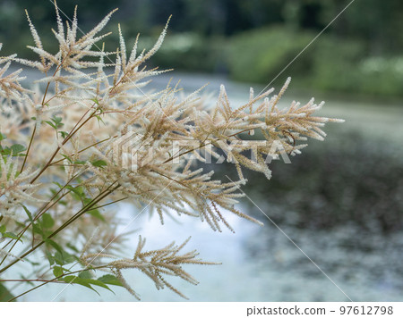 盛開在輕井澤美麗花園中的山吹真真 97612798