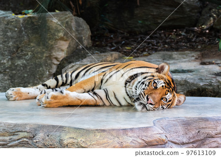 Tiger lying relax on a stone Tiger lying relax on a stone 97613109