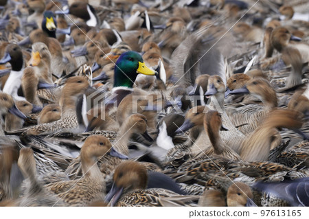 鴨群 97613165