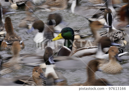 鴨群 97613166