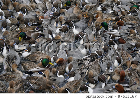 鴨群 97613167
