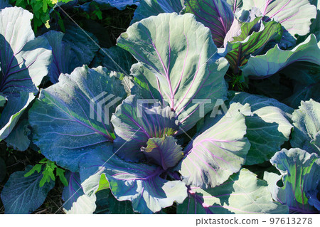 Fresh cabbage before harvest Fresh cabbage before harvest 97613278