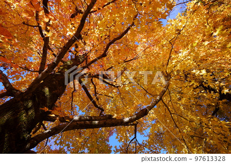 Sunbeams through the leaves of yellow leaves, forest of Taiwan flower (looking up with a wide-angle lens) Sunbeams through the leaves of yellow leaves, forest of Taiwan flower (looking up with a wide-angle lens) 97613328