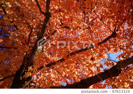 Sunbeams through the leaves of yellow leaves, forest of Taiwan flower (looking up with a wide-angle lens) Sunbeams through the leaves of yellow leaves, forest of Taiwan flower (looking up with a wide-angle lens) 97613329
