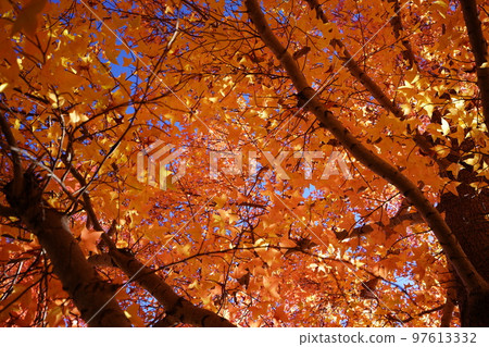 Sunbeams through the leaves of yellow leaves, forest of Taiwan flower (looking up with a wide-angle lens) Sunbeams through the leaves of yellow leaves, forest of Taiwan flower (looking up with a wide-angle lens) 97613332