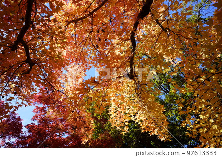 Sunbeams through the leaves of yellow leaves, forest of Taiwan flower (looking up with a wide-angle lens) Sunbeams through the leaves of yellow leaves, forest of Taiwan flower (looking up with a wide-angle lens) 97613333