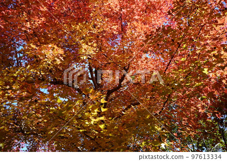 Sunbeams through the leaves of yellow leaves, forest of Taiwan flower (looking up with a wide-angle lens) Sunbeams through the leaves of yellow leaves, forest of Taiwan flower (looking up with a wide-angle lens) 97613334