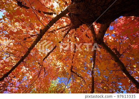 Sunbeams through the leaves of yellow leaves, forest of Taiwan flower (looking up with a wide-angle lens) Sunbeams through the leaves of yellow leaves, forest of Taiwan flower (looking up with a wide-angle lens) 97613335