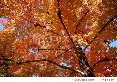 Sunbeams through the leaves of yellow leaves, forest of Taiwan flower (looking up with a wide-angle lens) Sunbeams through the leaves of yellow leaves, forest of Taiwan flower (looking up with a wide-angle lens) 97613336