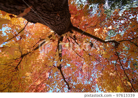 Sunbeams through the leaves of yellow leaves, forest of Taiwan flower (looking up with a wide-angle lens) Sunbeams through the leaves of yellow leaves, forest of Taiwan flower (looking up with a wide-angle lens) 97613339