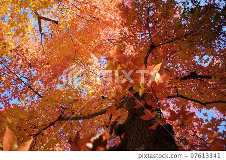 Sunbeams through the leaves of yellow leaves, forest of Taiwan flower (looking up with a wide-angle lens) Sunbeams through the leaves of yellow leaves, forest of Taiwan flower (looking up with a wide-angle lens) 97613341