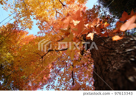 Sunbeams through the leaves of yellow leaves, forest of Taiwan flower (looking up with a wide-angle lens) Sunbeams through the leaves of yellow leaves, forest of Taiwan flower (looking up with a wide-angle lens) 97613343