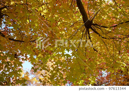 Sunbeams through the leaves of yellow leaves, forest of Taiwan flower (looking up with a wide-angle lens) Sunbeams through the leaves of yellow leaves, forest of Taiwan flower (looking up with a wide-angle lens) 97613344