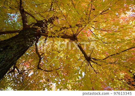 Sunbeams through the leaves of yellow leaves, forest of Taiwan flower (looking up with a wide-angle lens) Sunbeams through the leaves of yellow leaves, forest of Taiwan flower (looking up with a wide-angle lens) 97613345