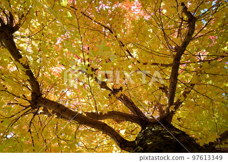 Sunbeams through the leaves of yellow leaves, forest of Taiwan flower (looking up with a wide-angle lens) Sunbeams through the leaves of yellow leaves, forest of Taiwan flower (looking up with a wide-angle lens) 97613349