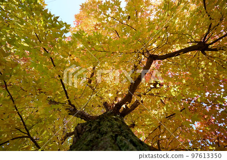 Sunbeams through the leaves of yellow leaves, forest of Taiwan flower (looking up with a wide-angle lens) Sunbeams through the leaves of yellow leaves, forest of Taiwan flower (looking up with a wide-angle lens) 97613350
