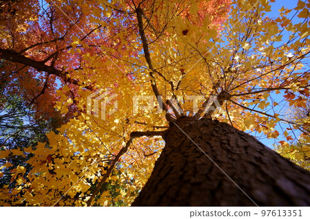 Fall foliage of a large Taiwan sweet tooth tree looking up with a wide-angle lens Fall foliage of a large Taiwan sweet tooth tree looking up with a wide-angle lens 97613351