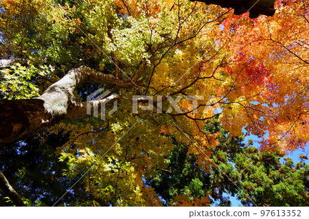 Kyoto Wazuka, Shoboji Temple, A big Japanese maple tree looking up Kyoto Wazuka, Shoboji Temple, A big Japanese maple tree looking up 97613352