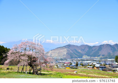 Overlooking Edohigan cherry blossoms in Kurobe (Takayama Village, Nagano Prefecture) [2022.4] 97613748