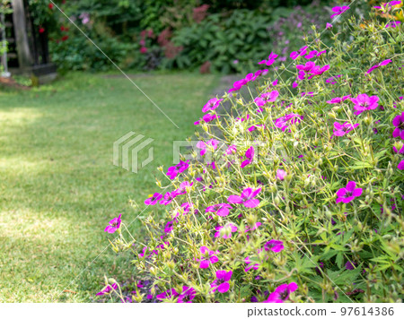 Karuizawa's beautiful garden 97614386