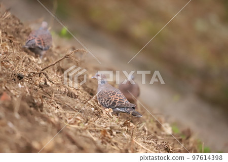 A Turtle Dove foraging for food on a slope A Turtle Dove foraging for food on a slope 97614398