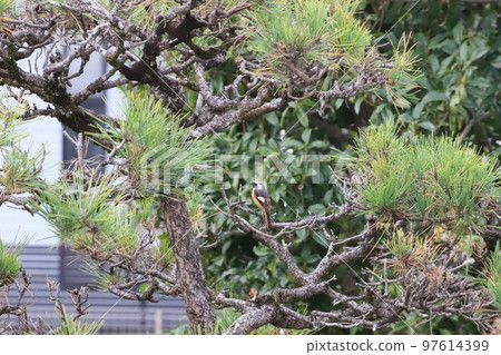 Redstart that came to the garden Redstart that came to the garden 97614399