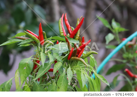 Chili pepper growing in the field Chili pepper growing in the field 97614400