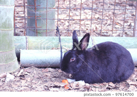 Black rabbit eating carrot 97614700