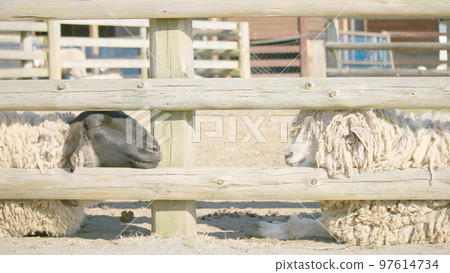 Two black and white sheep facing each other Two black and white sheep facing each other 97614734