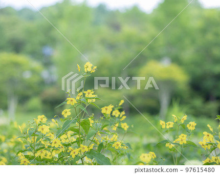 盛開在輕井澤花園中的珍珠草 盛開在輕井澤花園中的珍珠草 97615480