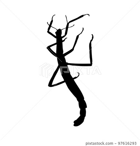 Mantis Silhouette Mantis Silhouette 97616293