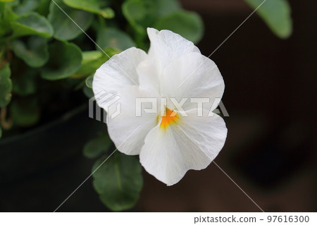 中提琴花 97616300