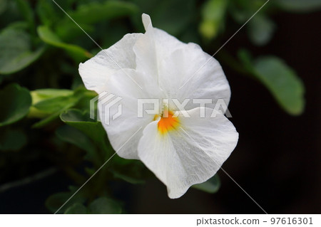 中提琴花 中提琴花 97616301