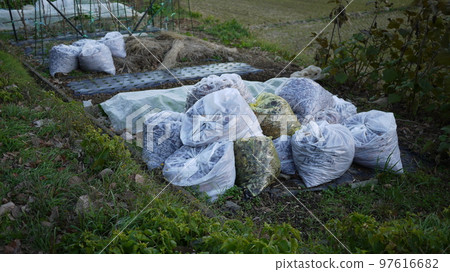 collection of fallen leaves collection of fallen leaves 97616682