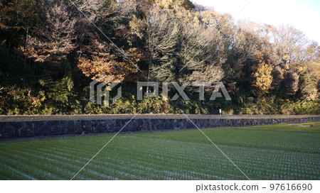 Autumn leaves Autumn leaves 97616690
