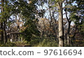 Resting place in the forest 97616694