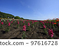  花園 97616728