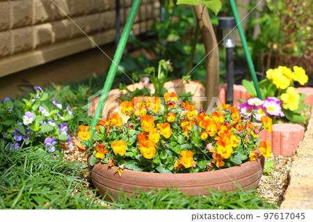 中提琴花 中提琴花 97617045