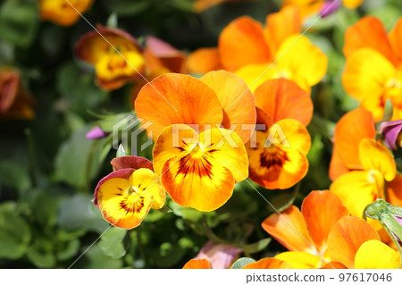 中提琴花 97617046