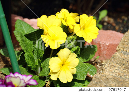 朱利安的花 97617047