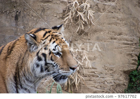 Amur Tora 97617702