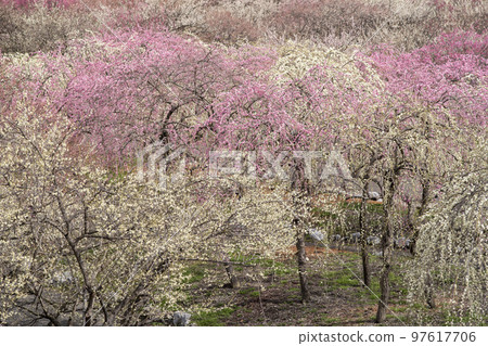 Inabe City Bairin Park 97617706